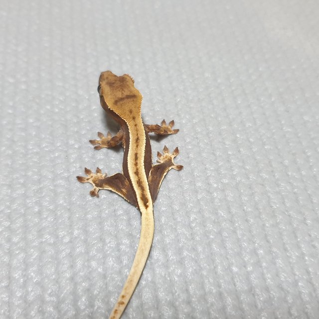 릴리화이트 풀핀 핀스트라이프