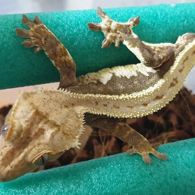 릴리100%헷아잔틱 슈퍼스트라이프 풀핀 핀스트라이프