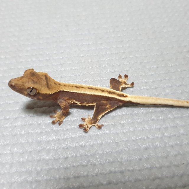 릴리화이트 풀핀 핀스트라이프