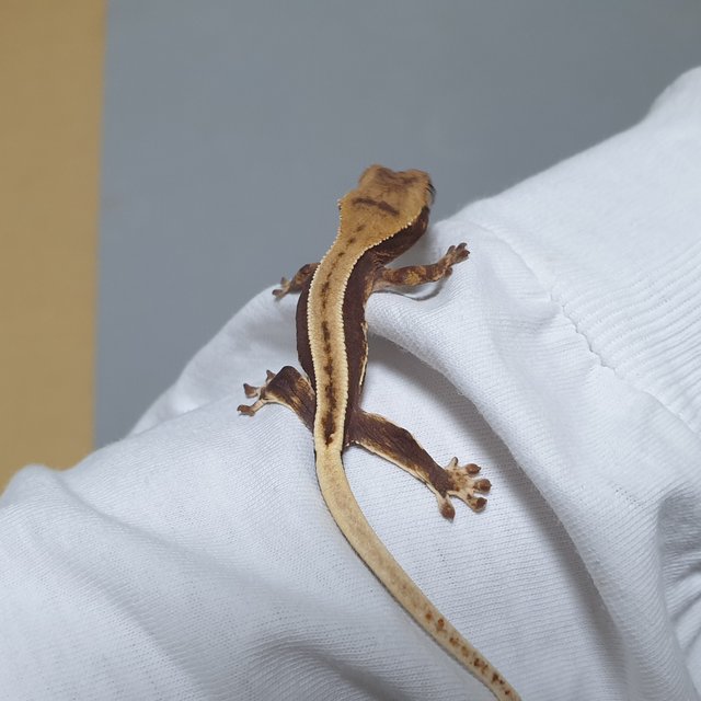 릴리화이트 풀핀 핀스트라이프