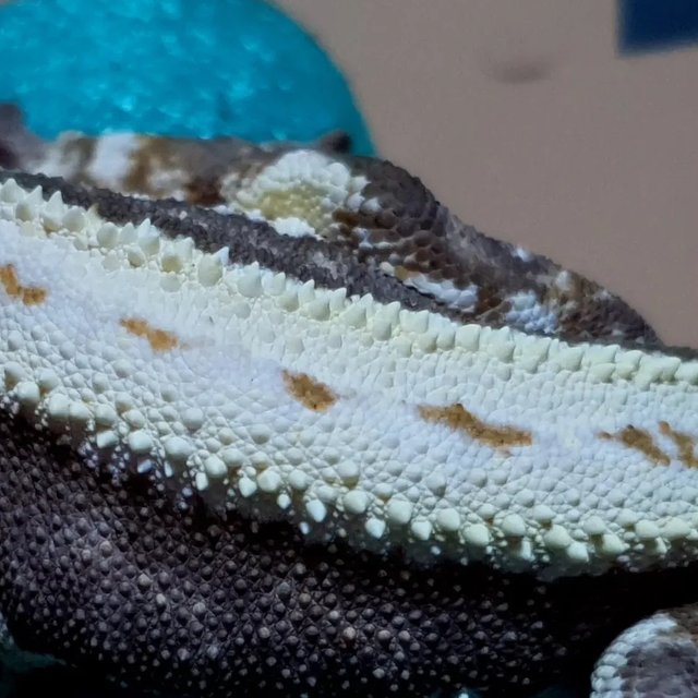 릴리100%헷아잔틱 슈퍼스트라이프 풀핀 핀스트라이프