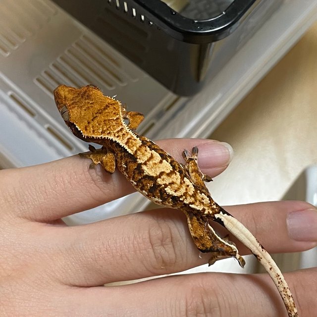 트라이 익스트림할리퀸