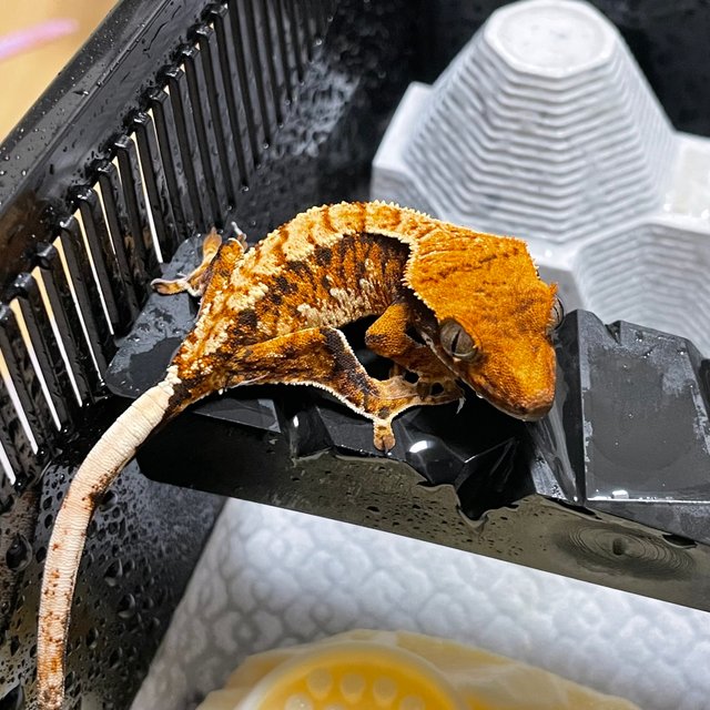 트라이 익스트림할리퀸