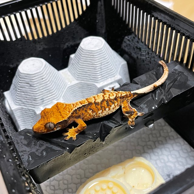 트라이 익스트림할리퀸