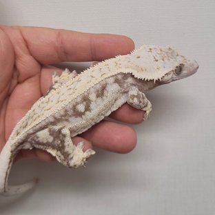 아멜리아