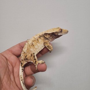 노멀 트라이 드리피 화이트스팟