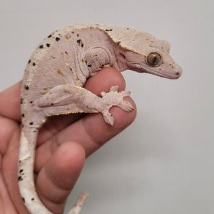 레드 슈퍼달마시안