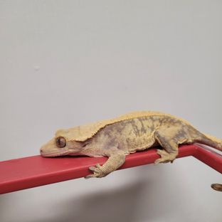 노멀 쿼드 풀핀