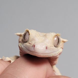 YR