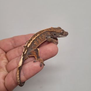 세이블