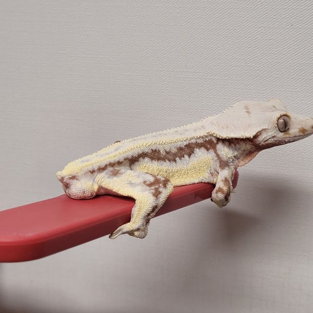 레드 릴리화이트