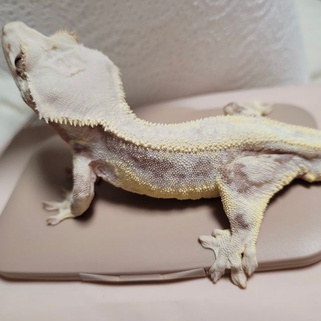 레드 릴리화이트