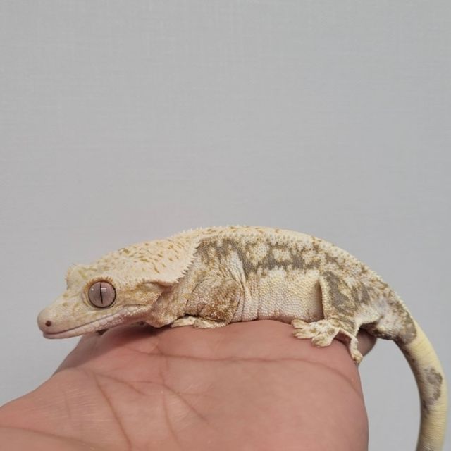 릴리화이트 트라이