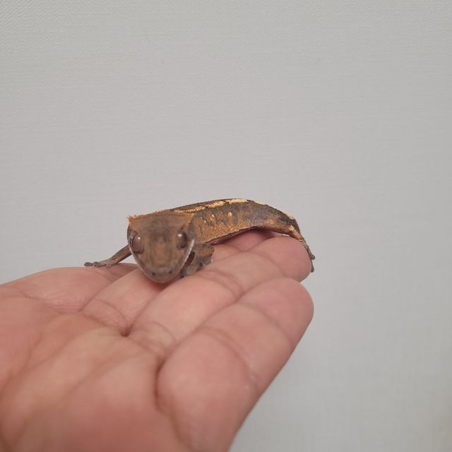 세이블