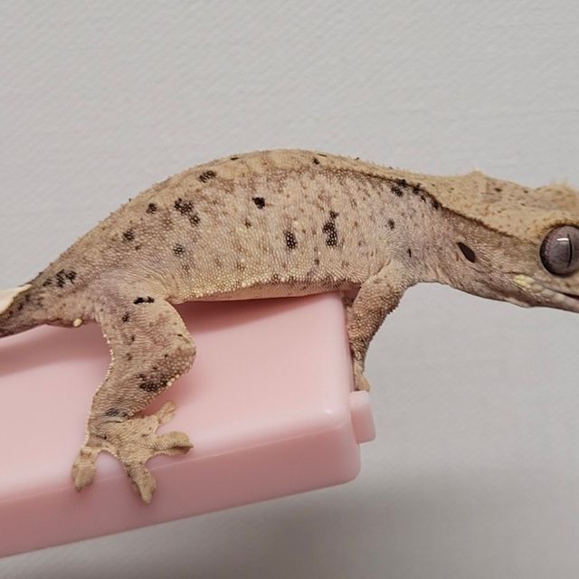 레드 슈퍼달마시안