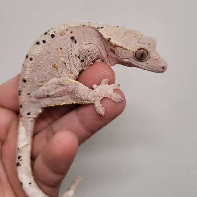 레드 슈퍼달마시안