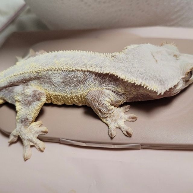 레드 릴리화이트
