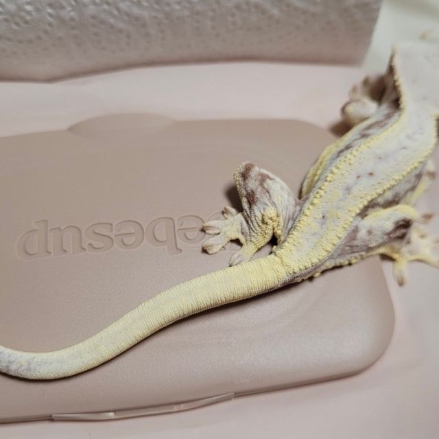 레드 릴리화이트