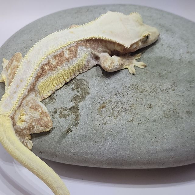 레드 릴리화이트