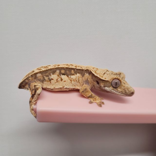쿼드 노멀 풀핀