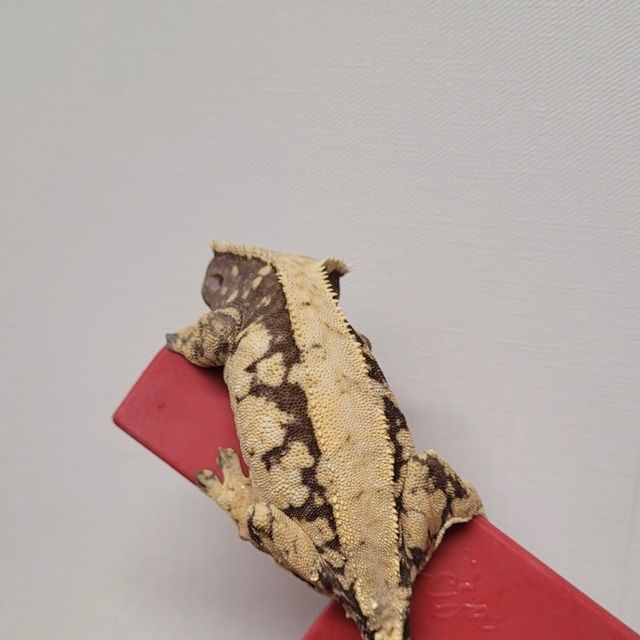 노멀 익스트림할리퀸