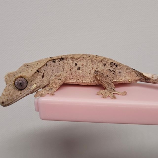 레드 슈퍼달마시안