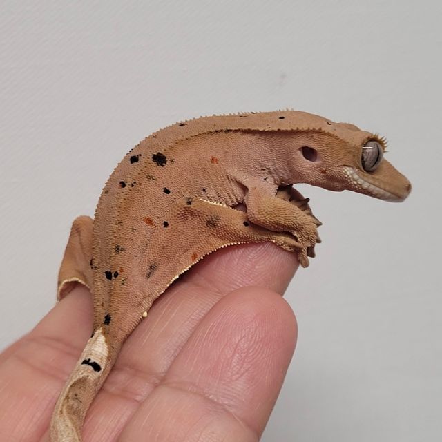 레드 달마시안