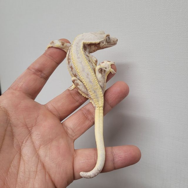 레드 릴리화이트