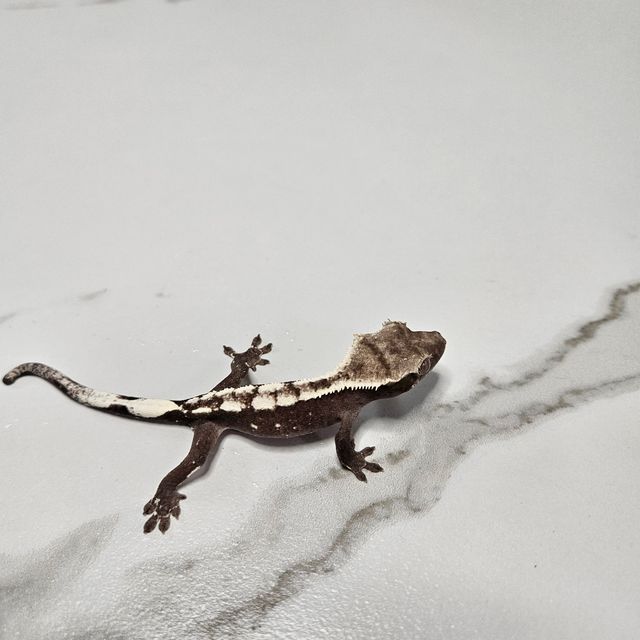 아잔틱