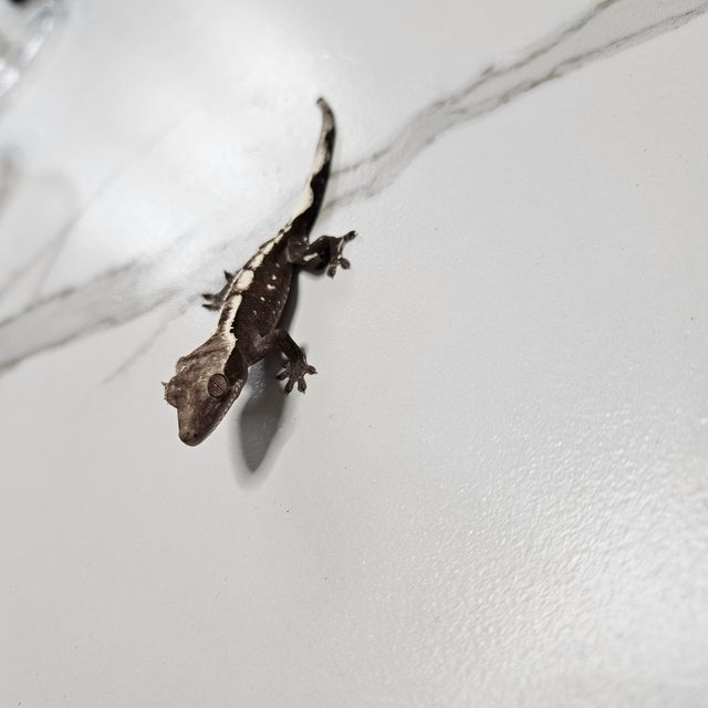 아잔틱