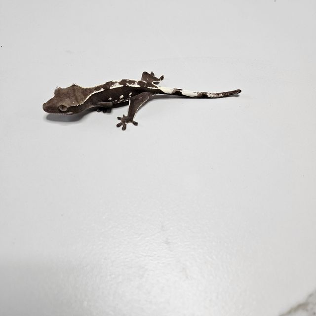 아잔틱