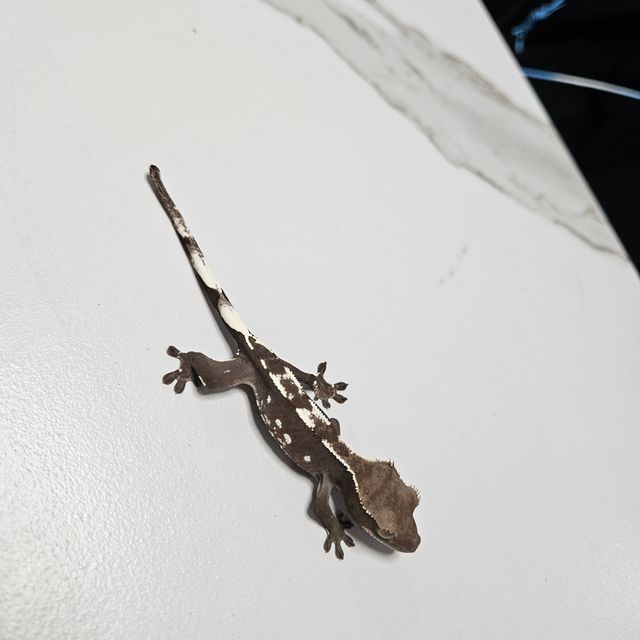 아잔틱