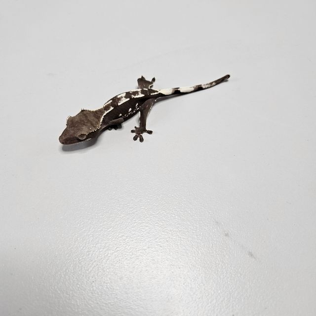 아잔틱