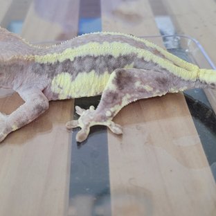 프라푸치노