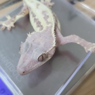 프라푸치노