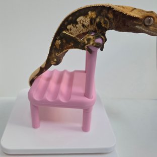 노멀 트라이 할리퀸 엠티백