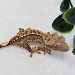CR01