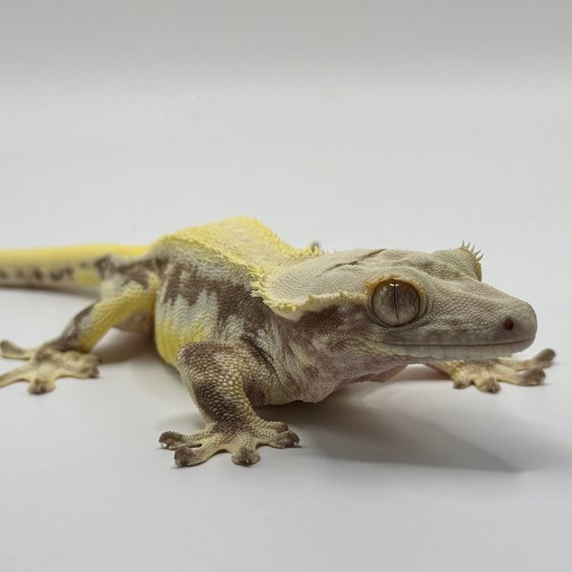 릴리100%헷아잔틱