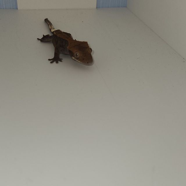 카푸치노