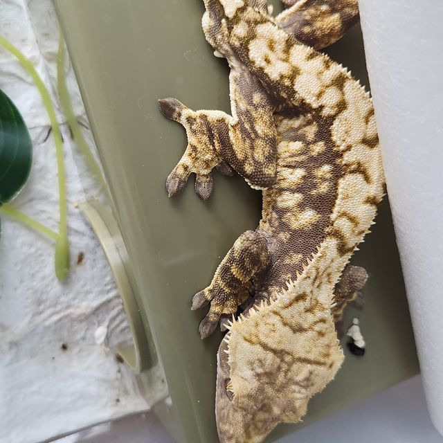 익스트림할리퀸