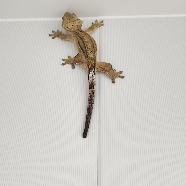 달마시안