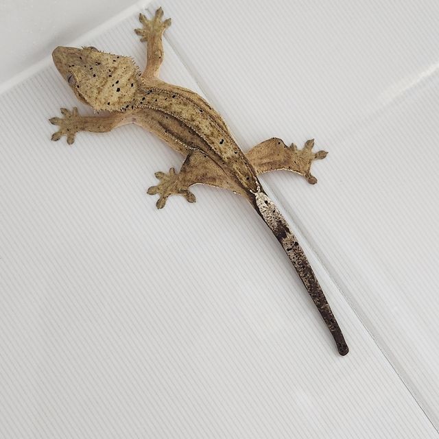 달마시안