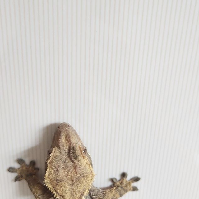 익스트림할리퀸