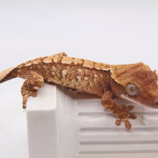 페어 베스트
