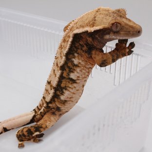 후크x미정