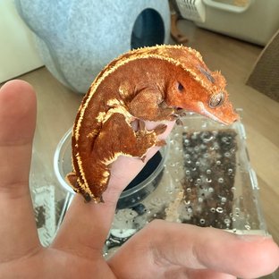 레드 핀스트라이프 쿼드