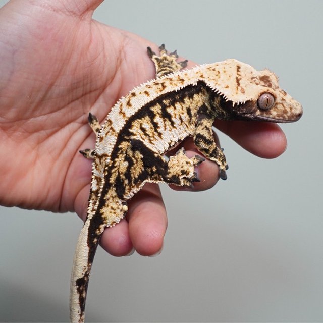 트라이 텐저린 익스트림할리퀸