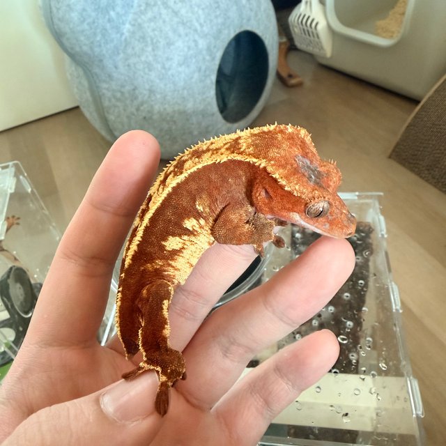 레드 핀스트라이프 쿼드