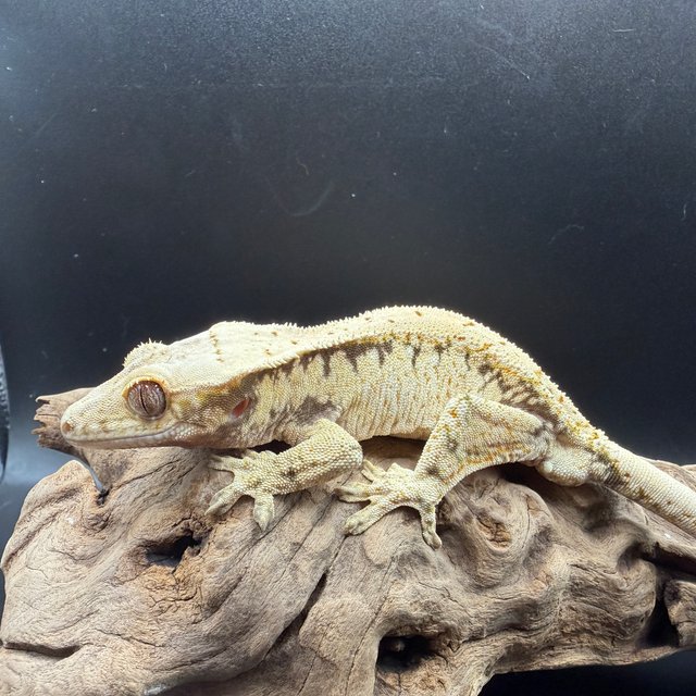 노멀 화이트 드리피 화이트스팟