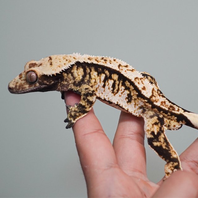 노멀 텐저린 트라이 익스트림할리퀸 쿼드